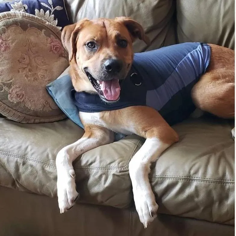 Thunderworks ThunderShirt for Dogs: Blue Polo (Small (15-25 Lbs))