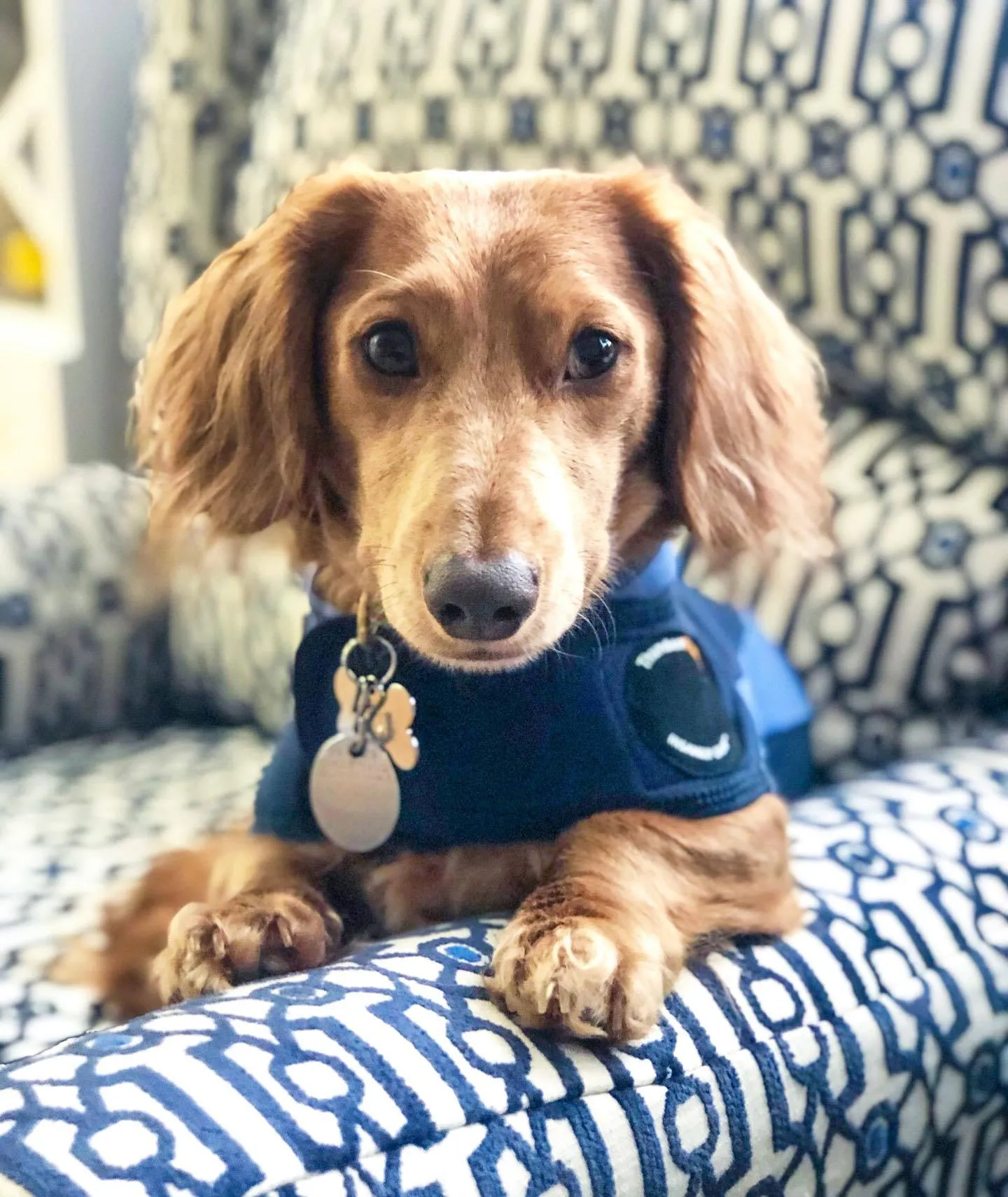 Thunderworks ThunderShirt for Dogs: Blue Polo (Small (15-25 Lbs))